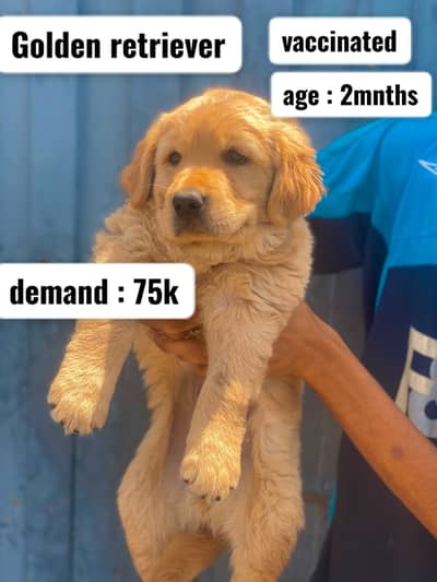 Golden Retriever puppy | shihtzu puppy | sibarian husky puppy