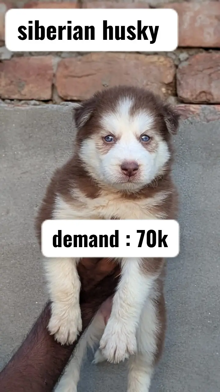Golden Retriever puppy | shihtzu puppy | sibarian husky puppy — photo 3