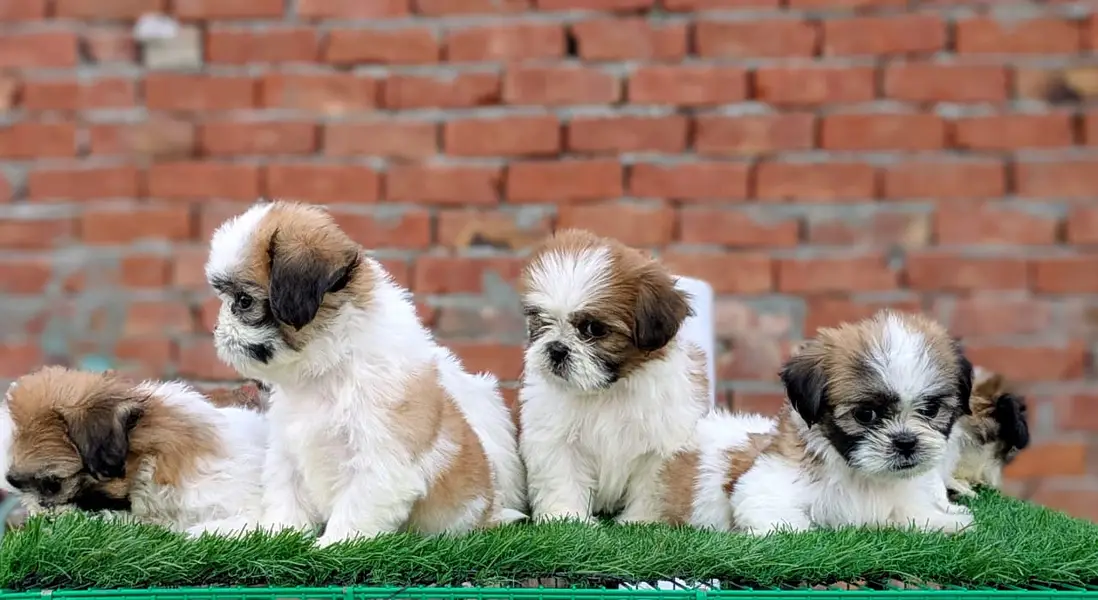 Golden Retriever puppy | shihtzu puppy | sibarian husky puppy — photo 5