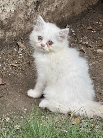 Kittens available