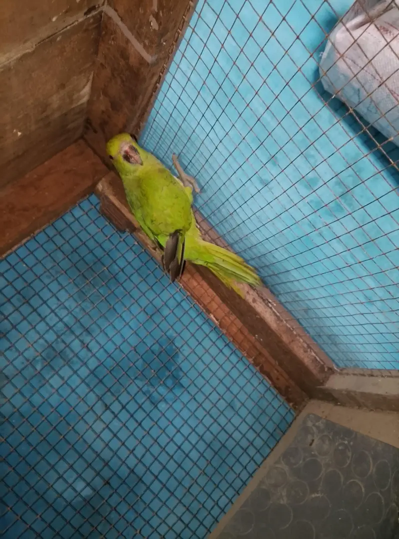 green parrot available for sale — photo 2