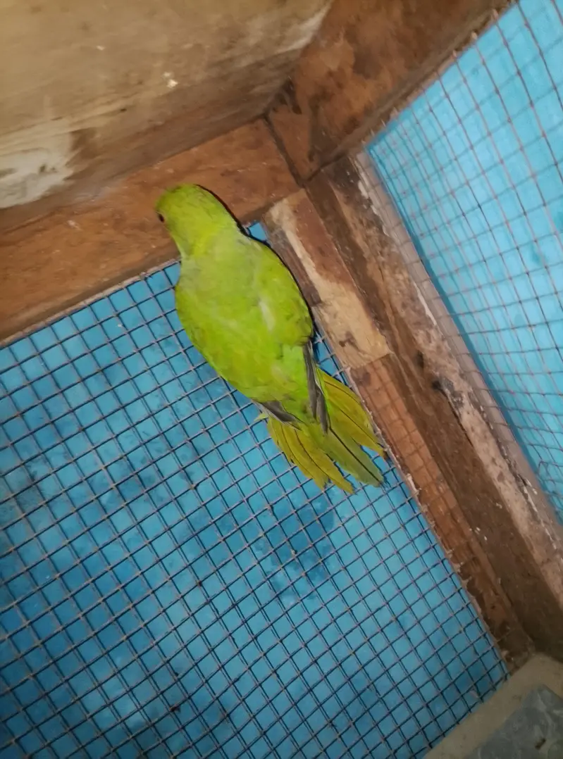 green parrot available for sale — photo 3