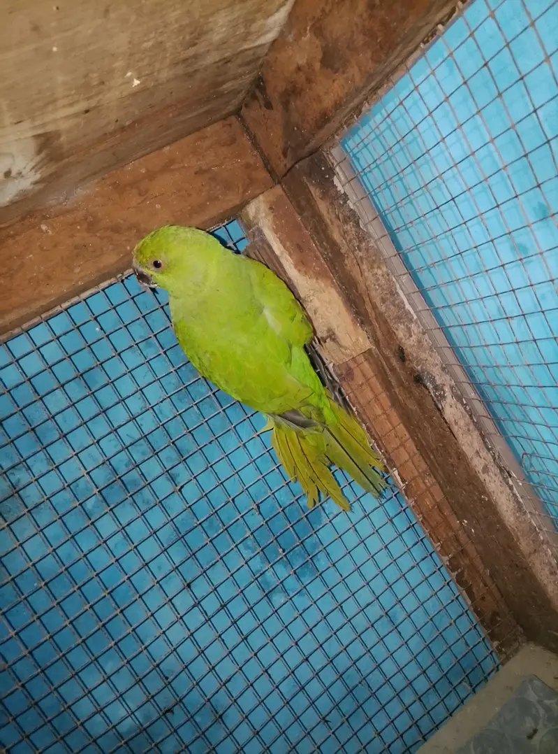 green parrot available for sale — photo 4