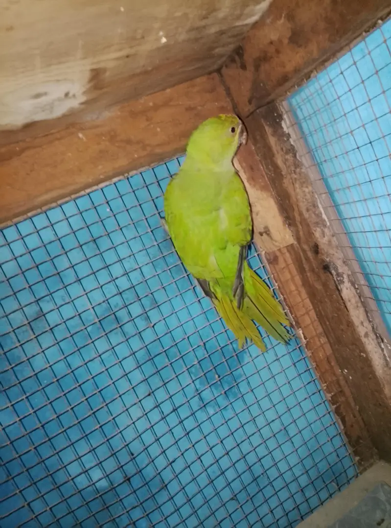 green parrot available for sale — photo 5
