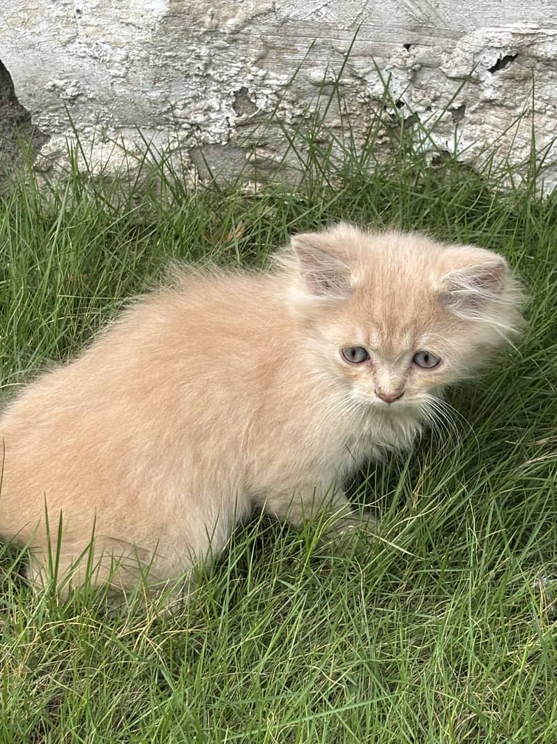 Kittens available 1