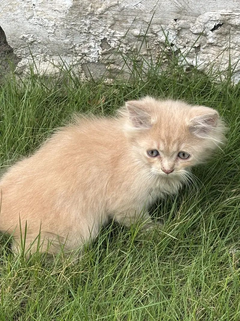 Kittens available — photo 2