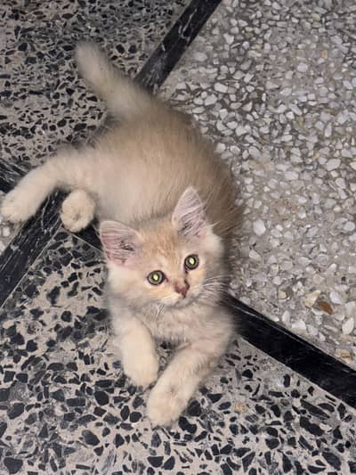 Kittens available