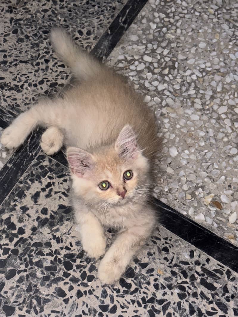 Kittens available 2