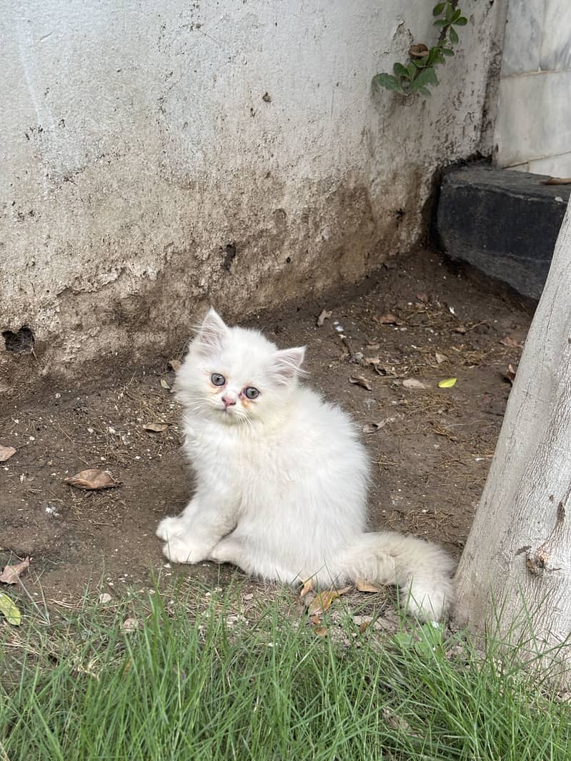 Kittens available 3