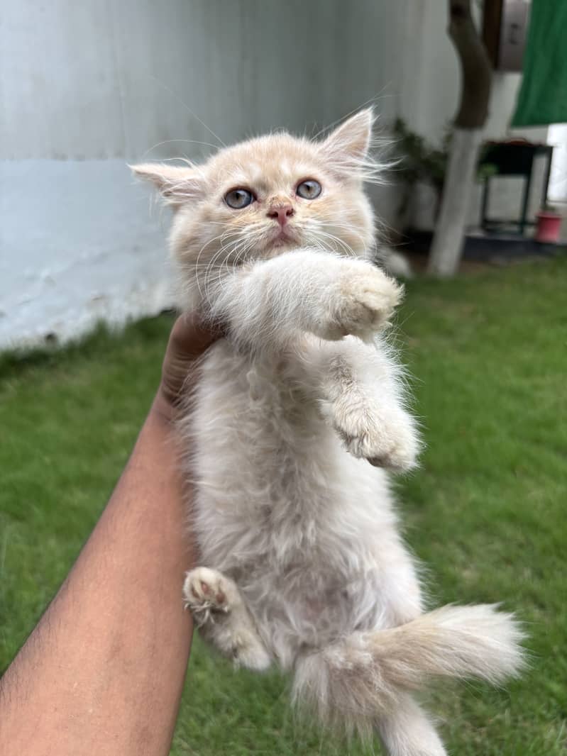 Kittens available 4