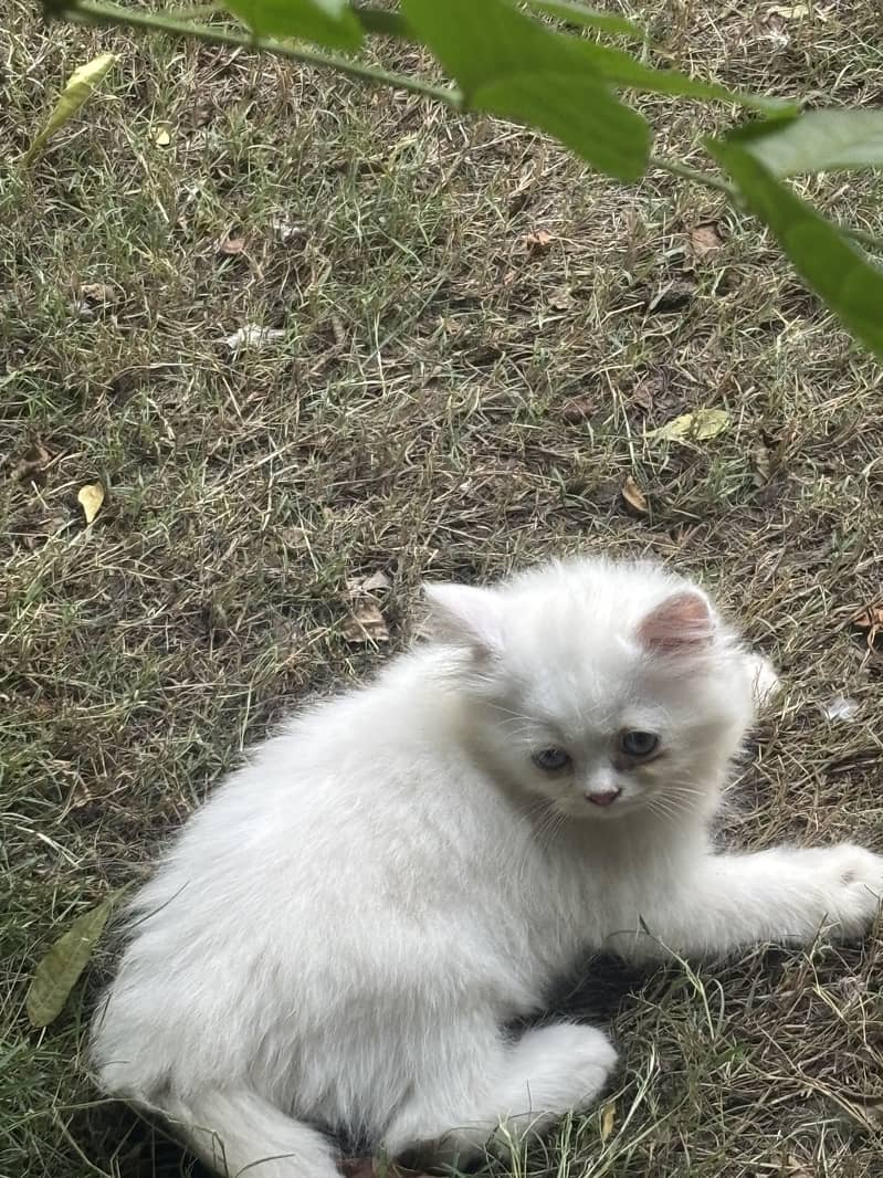 Kittens available 5