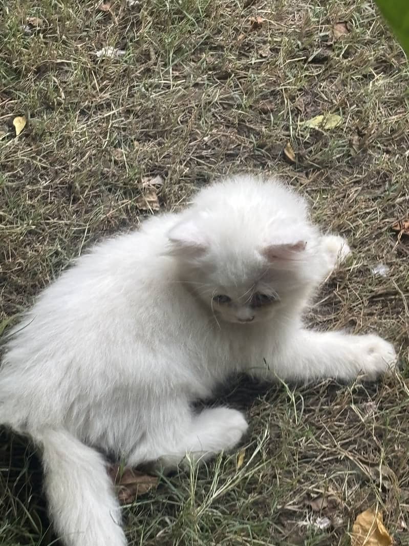Kittens available 6
