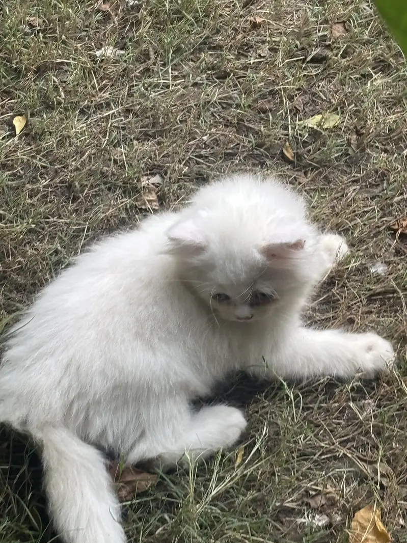 Kittens available — photo 4