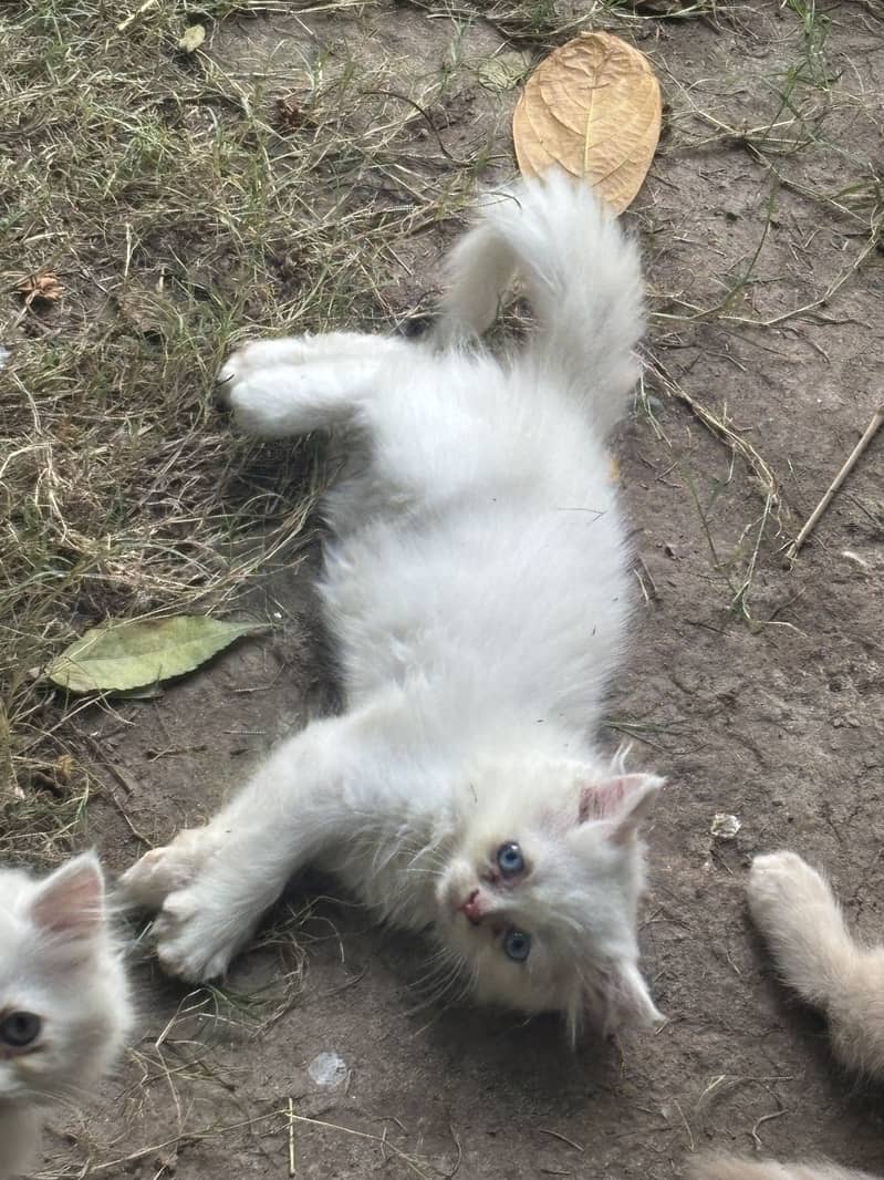 Kittens available 7