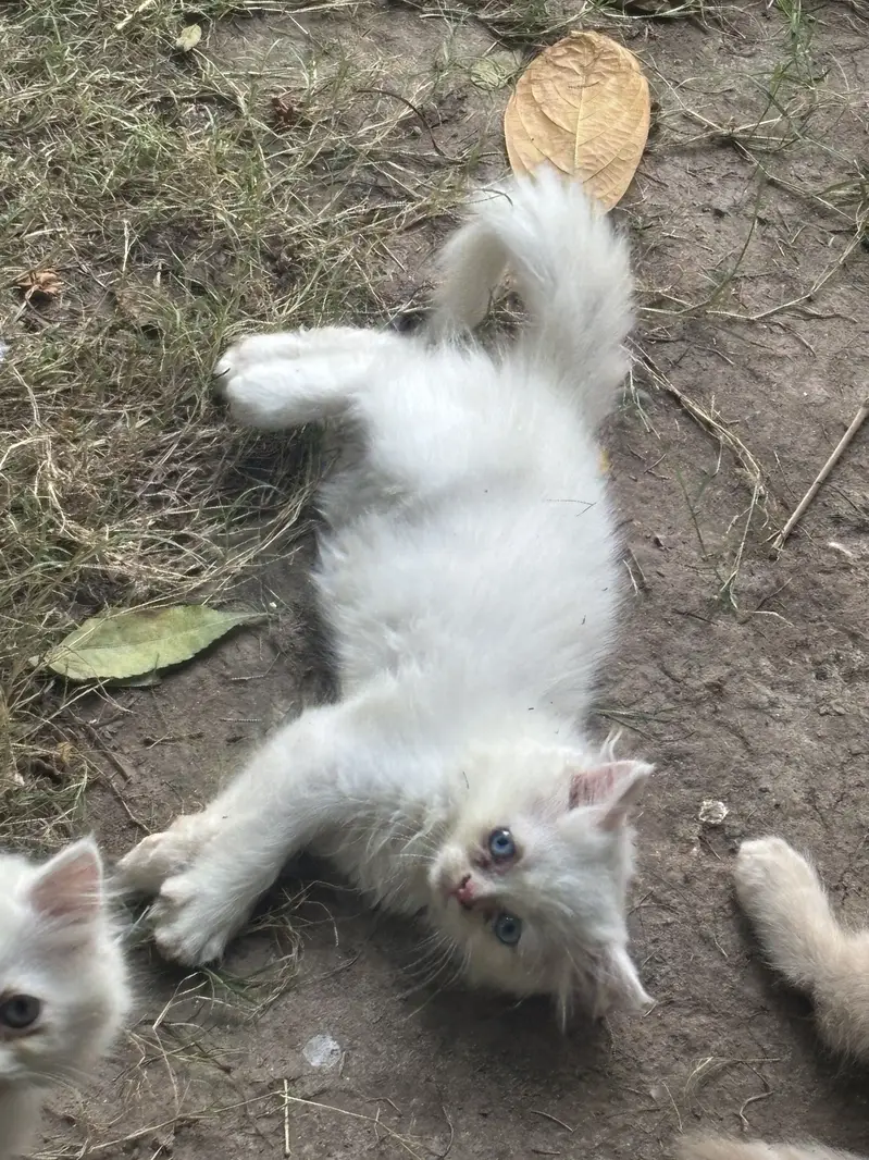 Kittens available — photo 5