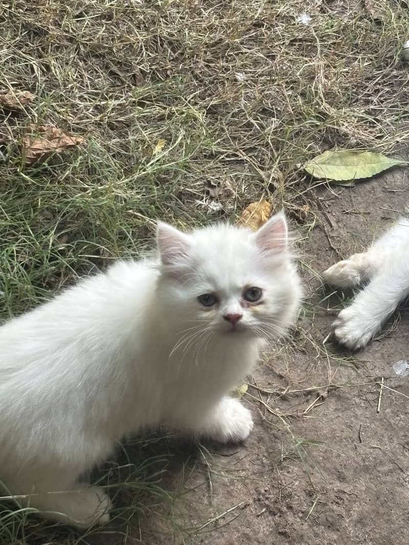 Kittens available 8