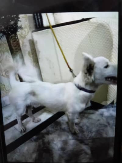 pure breed pure white freindly