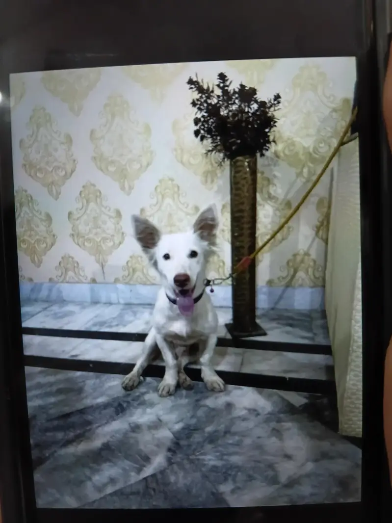 pure breed pure white freindly — photo 2