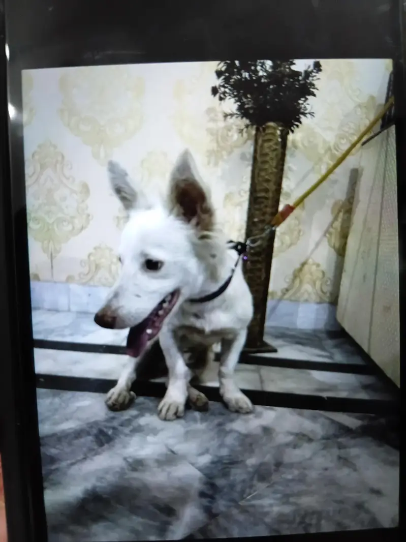 pure breed pure white freindly — photo 3
