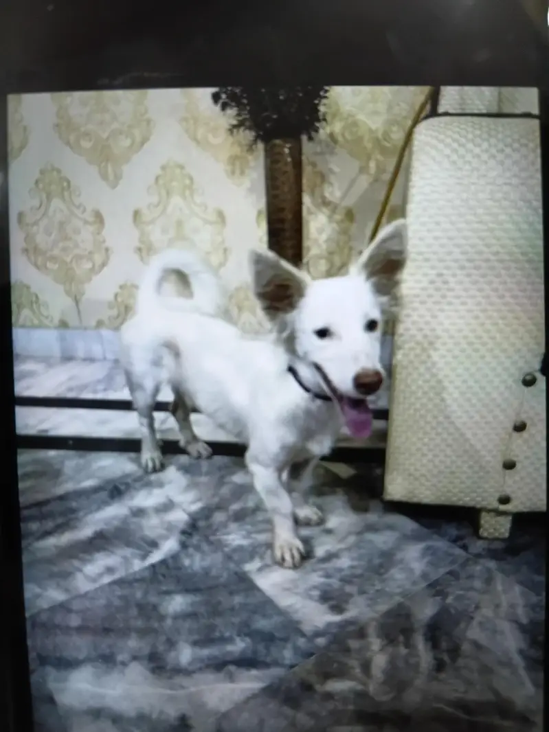 pure breed pure white freindly — photo 4