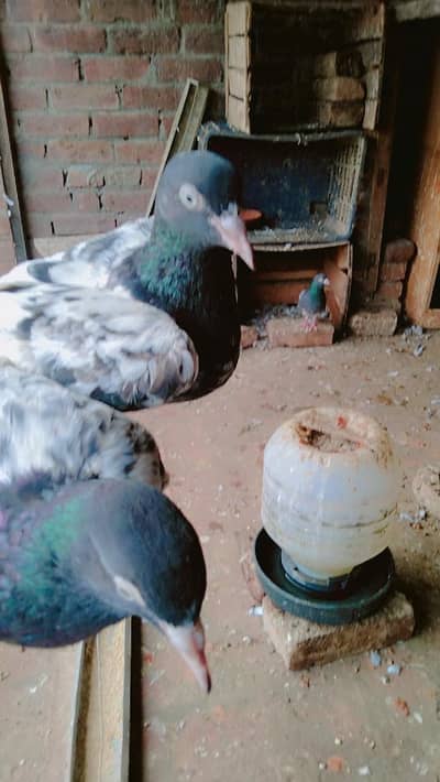 royal teady pair , sialkoti chohy pair  ,,, wehshi male