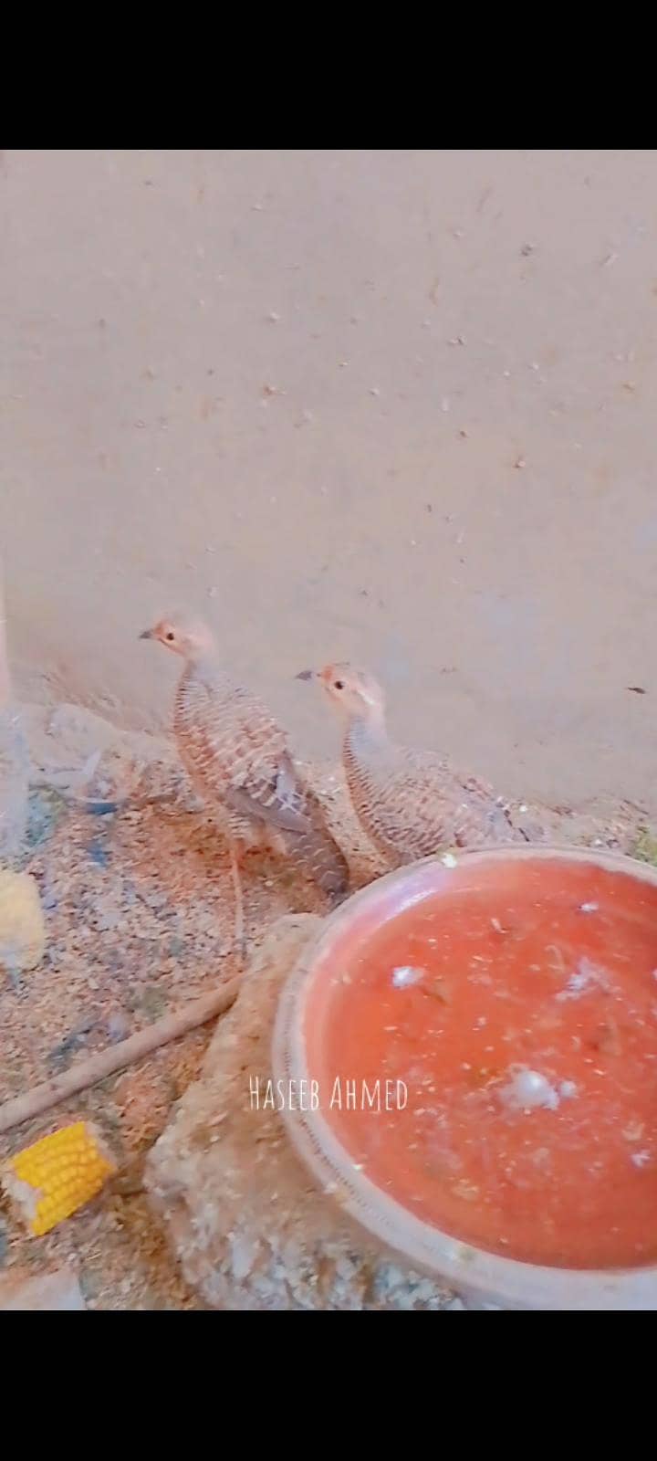 Dakhni teeter 0