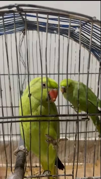 2 green ringneck parrota