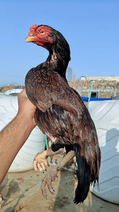 High quality old blood amroha Mianwali lasani Heera Aseel hen breeder