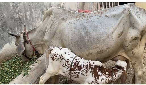 Cow for sale