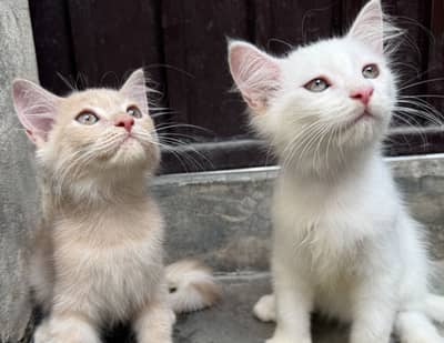 Pair Persian kittens 2.5month age triple coat