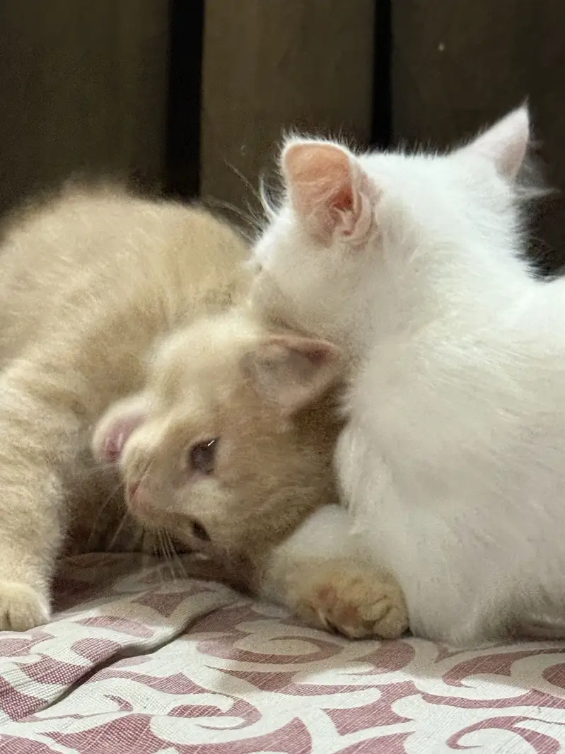 Pair Persian kittens 2.5month age triple coat — photo 2