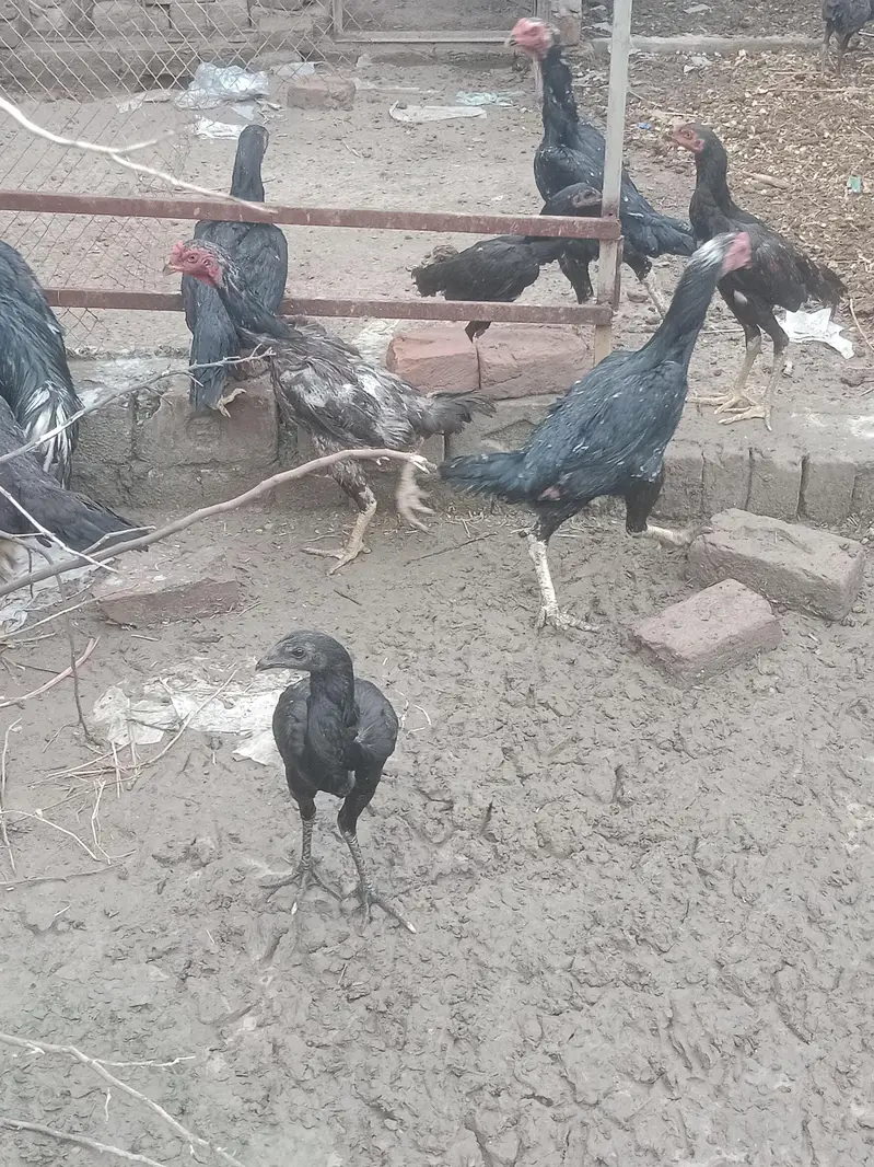 shamo + thai birds — photo 2