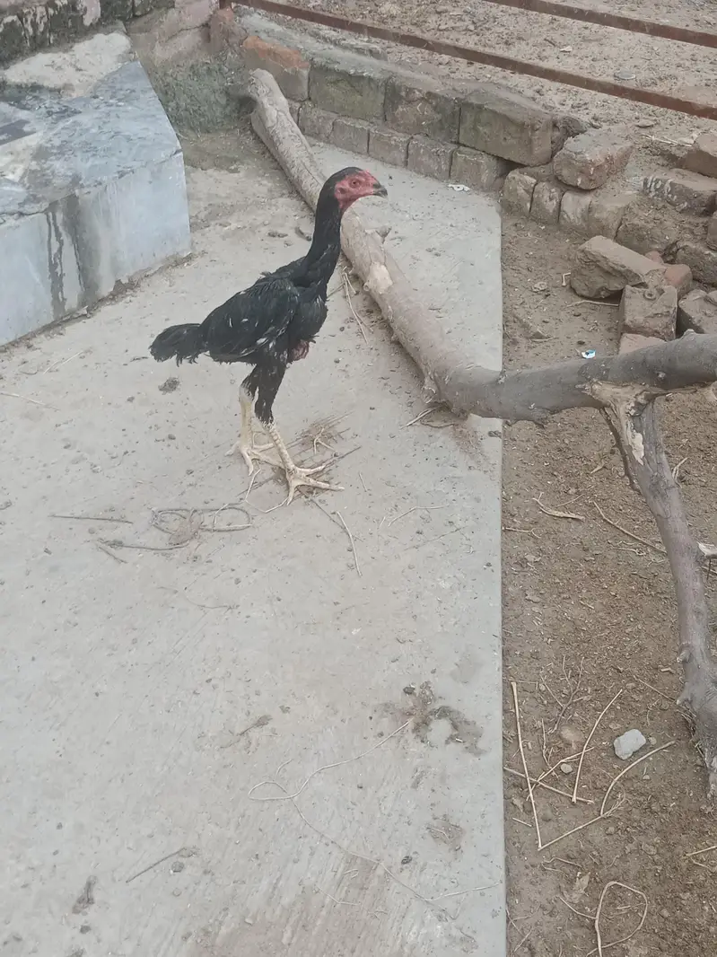 shamo + thai birds — photo 3