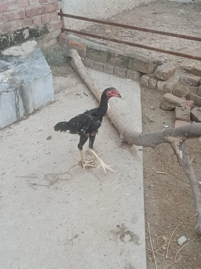 shamo + thai birds — photo 4
