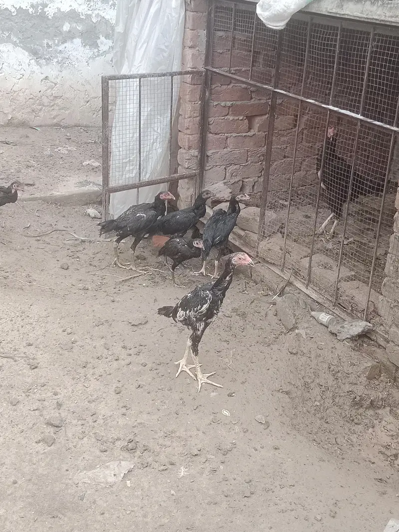 shamo + thai birds — photo 6