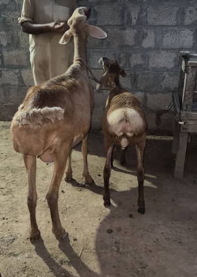 Kabli bhed with male kid