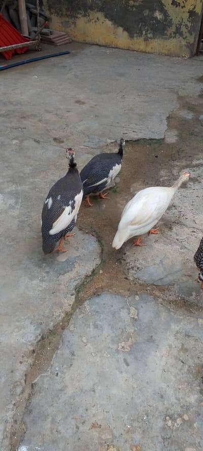 ginne fawl, chehre, chakoor