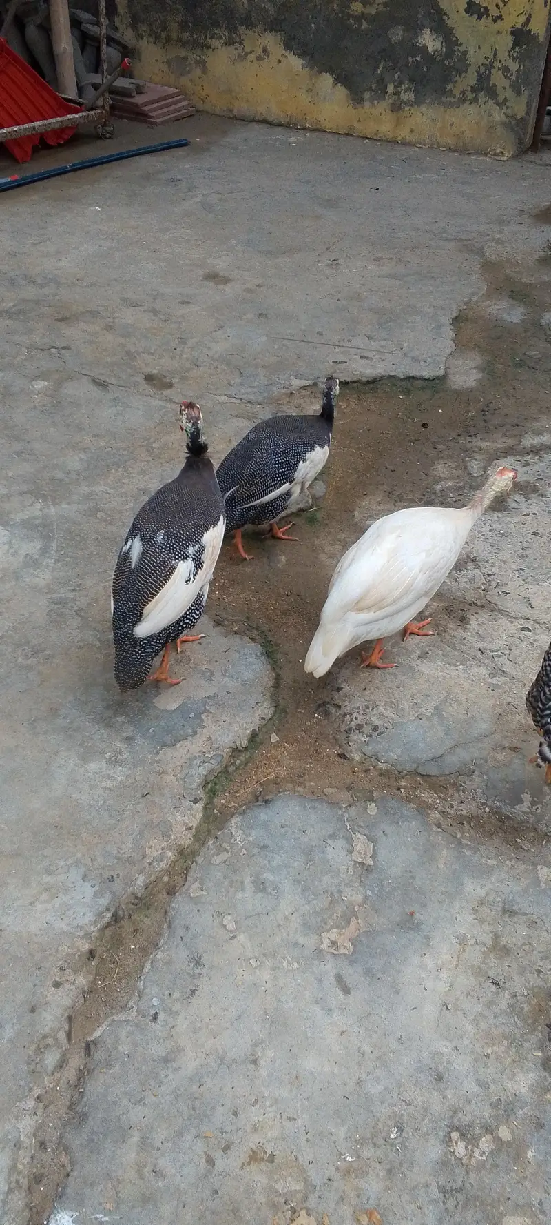 ginne fawl, chehre, chakoor
