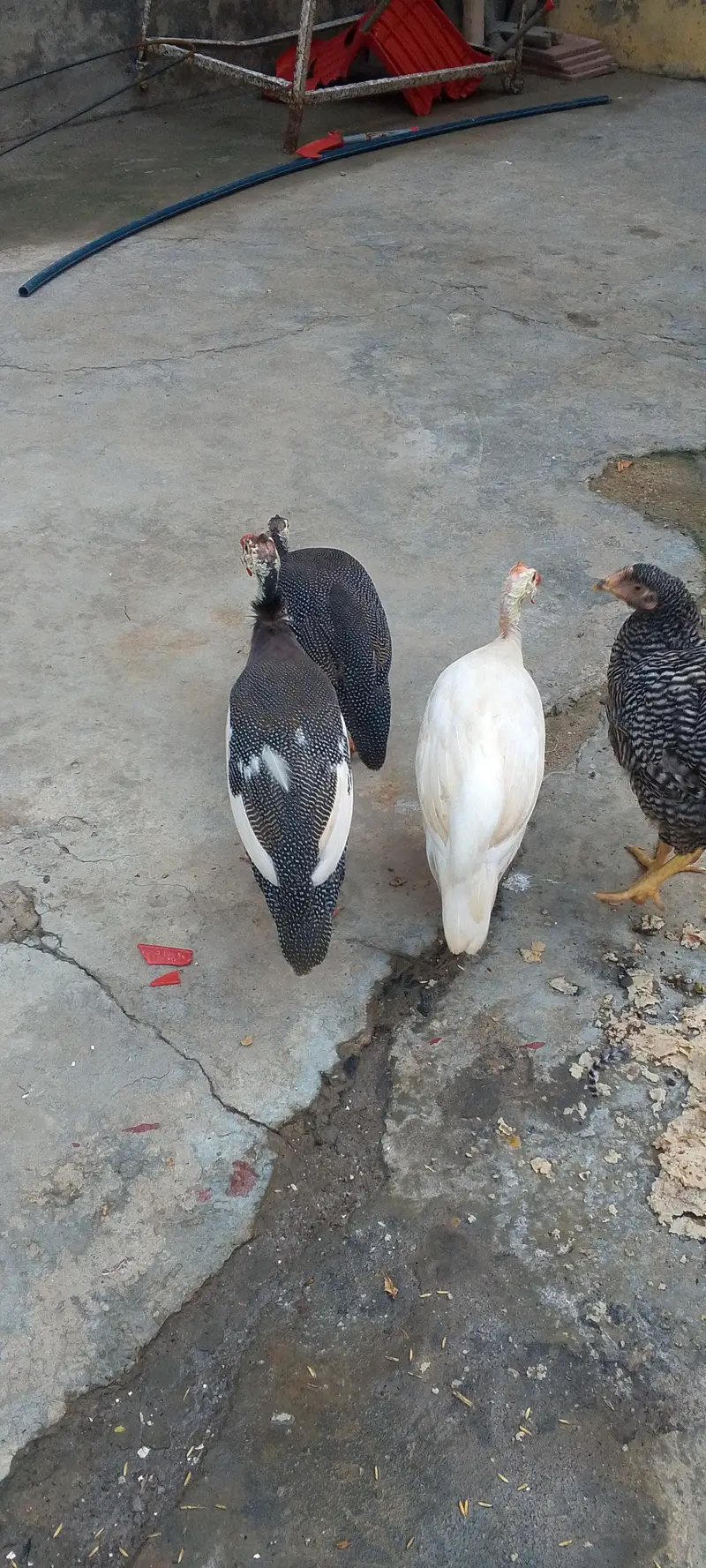 ginne fawl, chehre, chakoor — photo 2