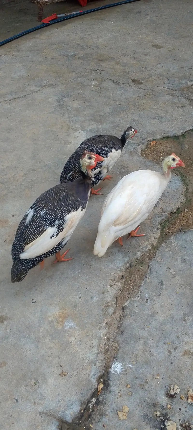 ginne fawl, chehre, chakoor — photo 3