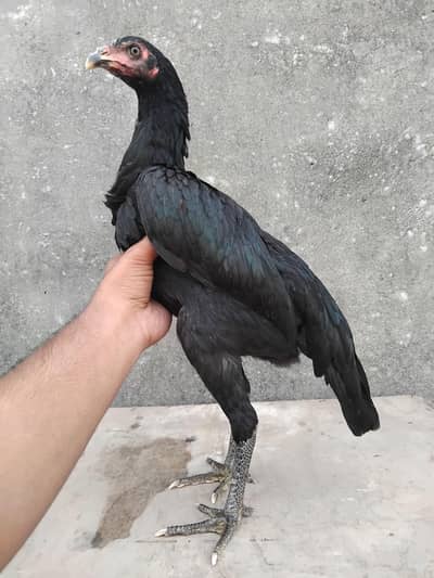 pure thai aseel pathi