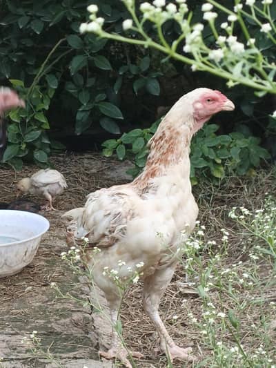 Aseel Hens and chicks available