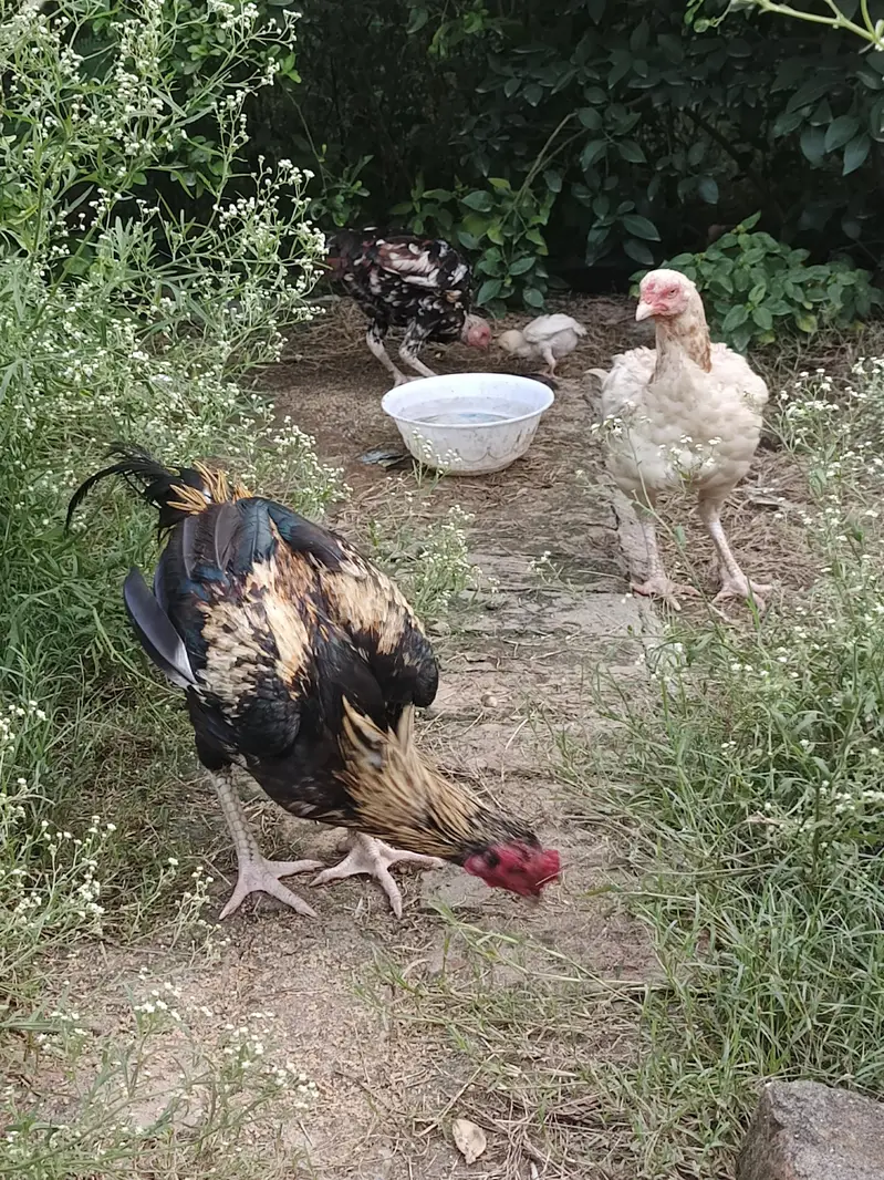 Aseel Hens and chicks available — photo 2