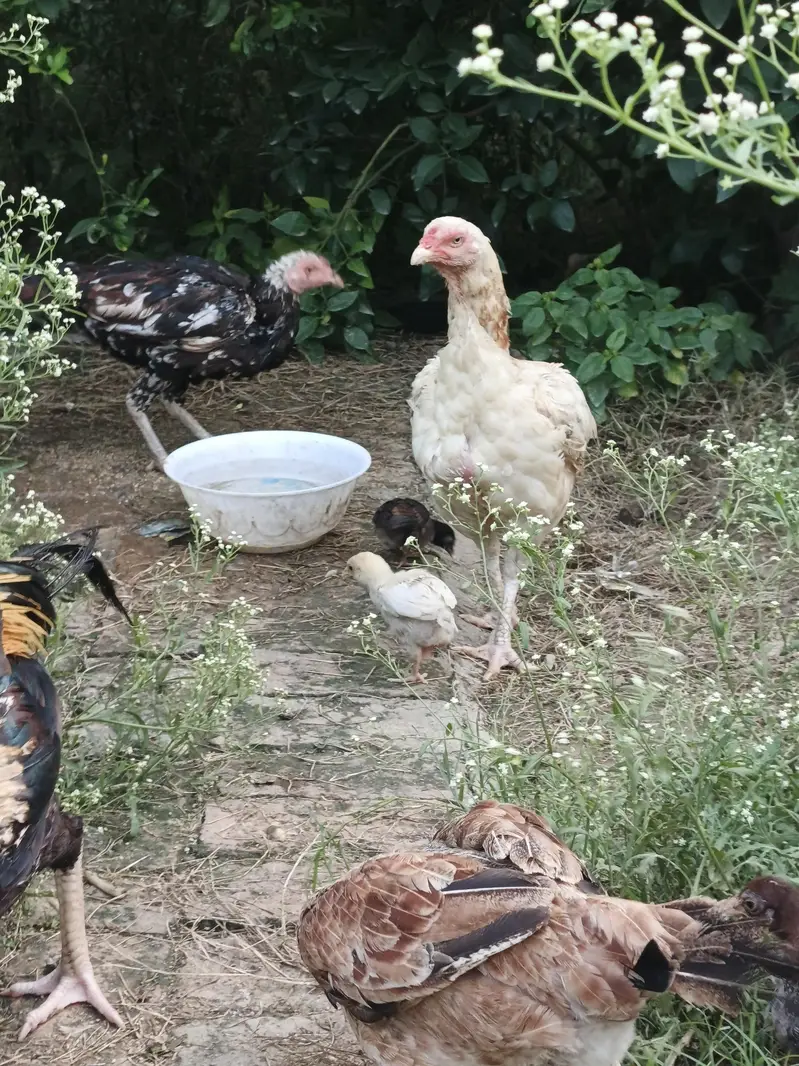Aseel Hens and chicks available — photo 3