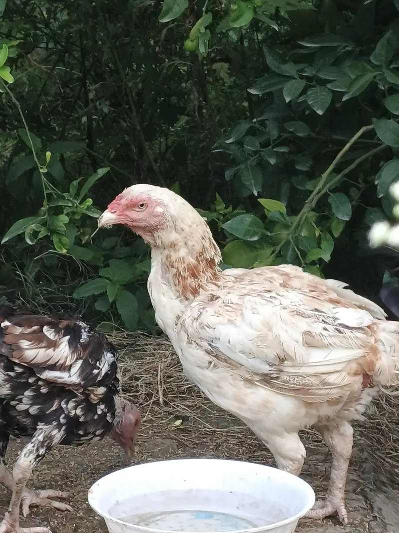 Aseel Hens and chicks available — photo 4