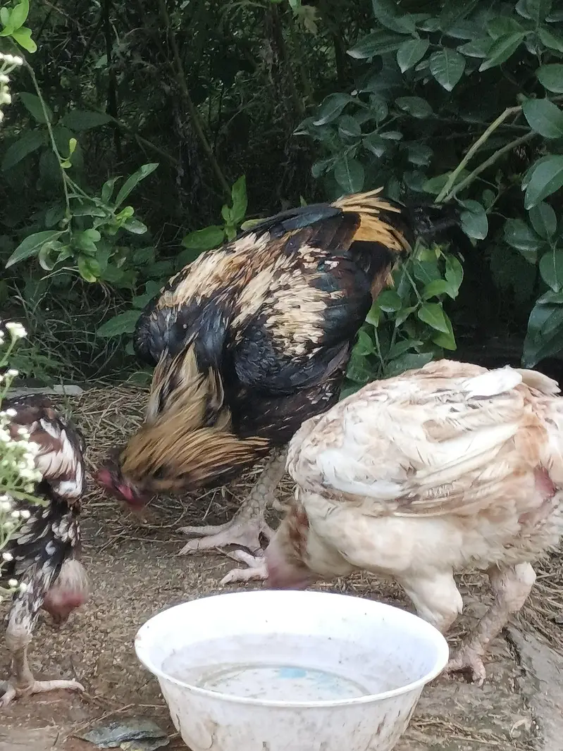 Aseel Hens and chicks available — photo 5