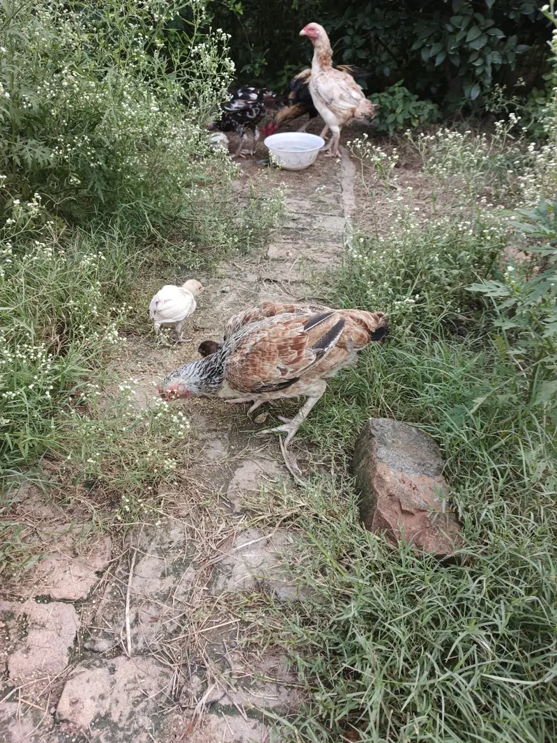 Aseel Hens and chicks available — photo 6