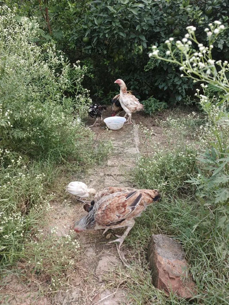 Aseel Hens and chicks available — photo 7