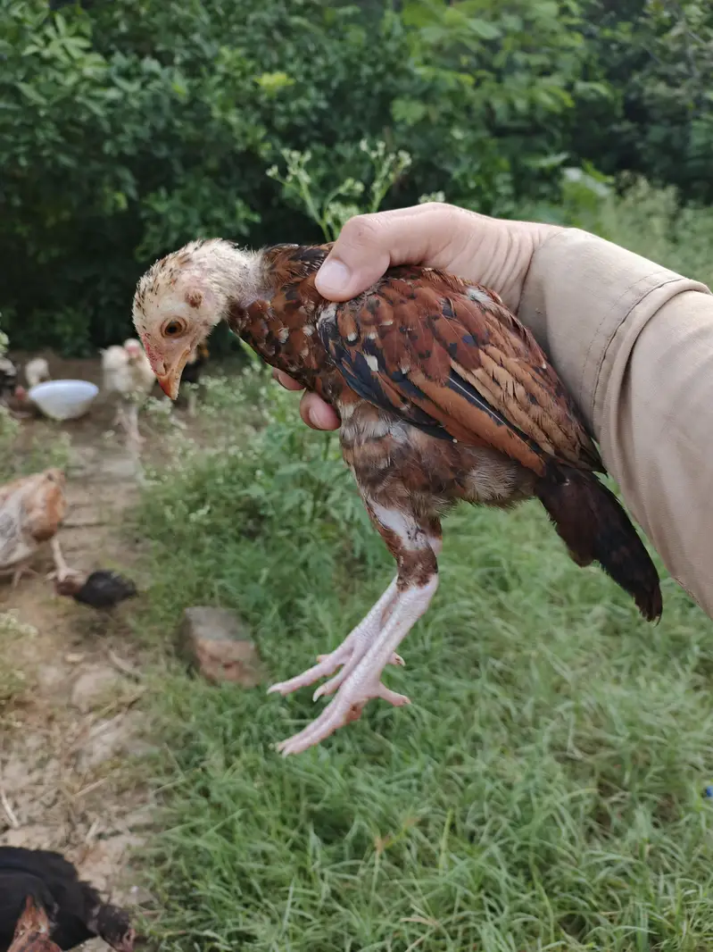 Aseel Hens and chicks available — photo 8