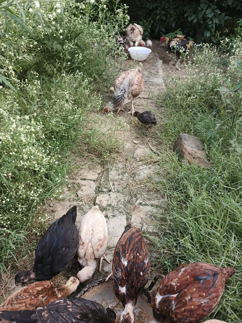 Aseel Hens and chicks available — photo 9